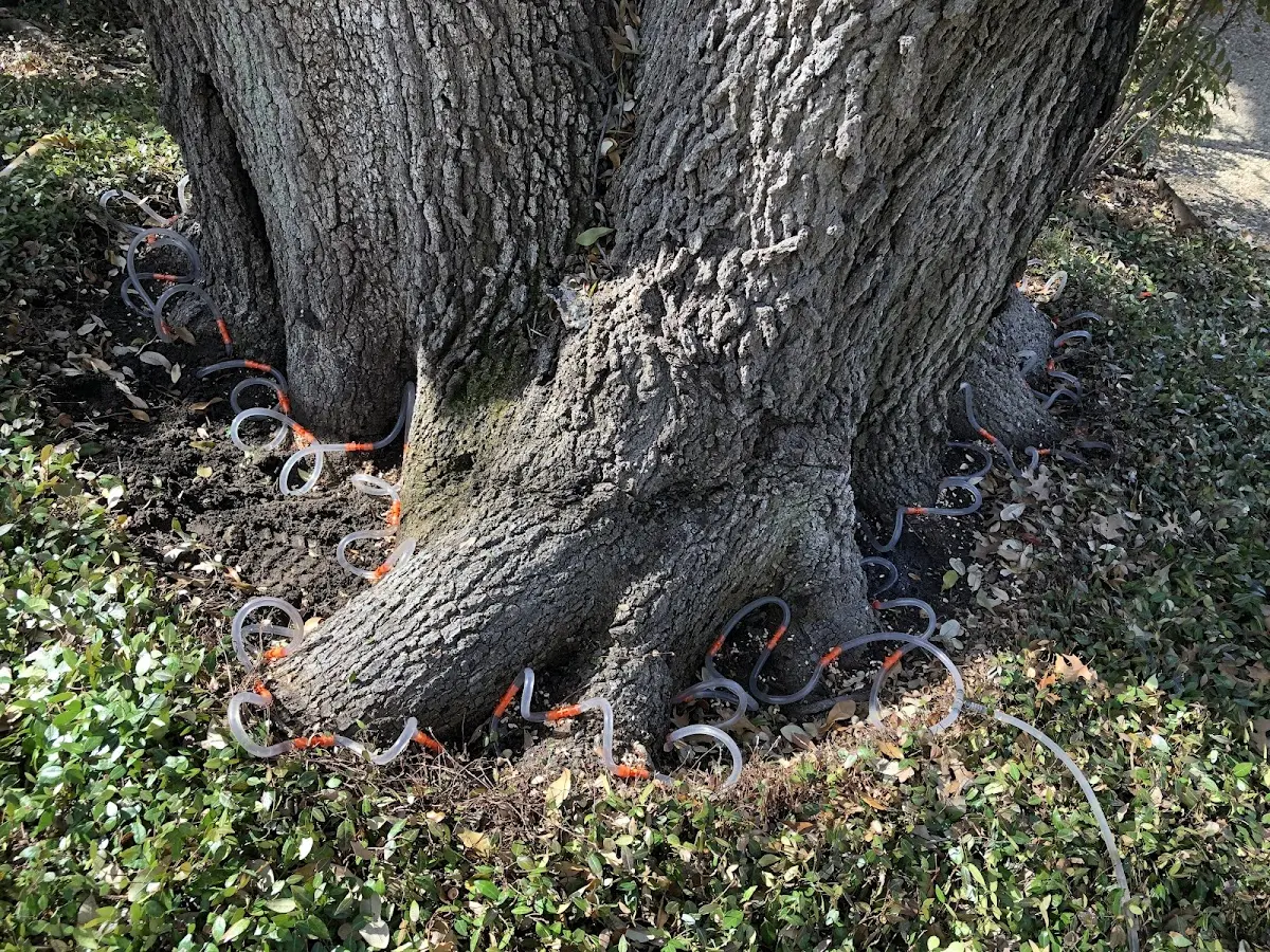 Detailed Tree Cabling and Bracing job site in Arnegard