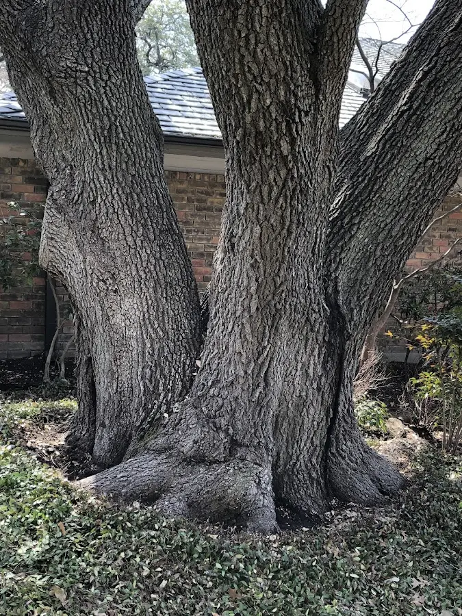 Mature heritage tree close to a Arnegard property cared for by certified arborists